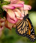 Monarch Butterfly