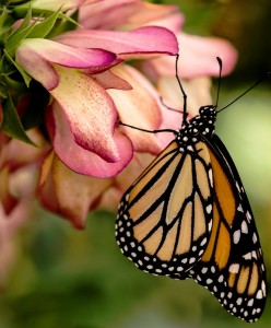 Monarch Butterfly Jigsaw Puzzle