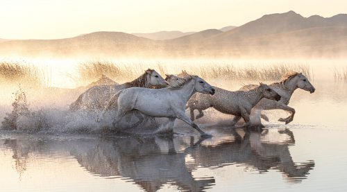 Mongolian Horses Jigsaw Puzzle