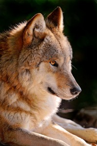 Mongolian Wolf Jigsaw Puzzle