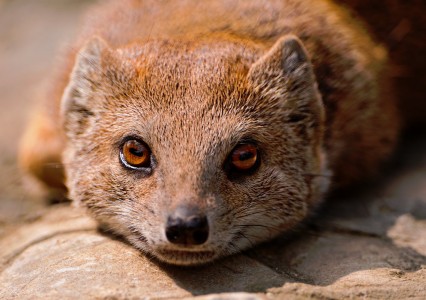 Mongoose Jigsaw Puzzle