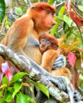 Monkey Family
