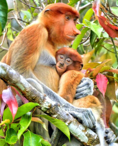 Monkey Family Jigsaw Puzzle