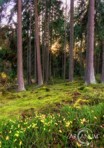 Moss Woods Jigsaw Puzzle