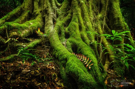 Mossy Roots Jigsaw Puzzle