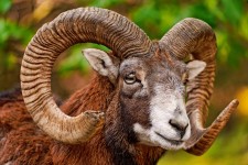 Mouflon