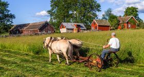 Mowing Hay