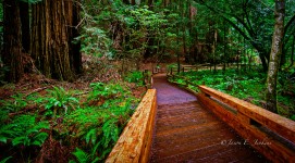 Muir Woods