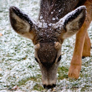 Mule Deer Jigsaw Puzzle