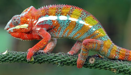 Multi-Colored Chameleon Jigsaw Puzzle