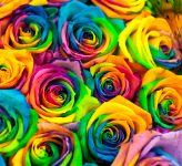 Multicolor Roses