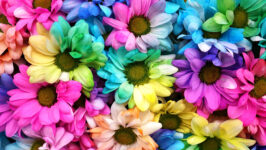 Multicolored Daisies