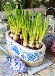 Muscari Bulbs