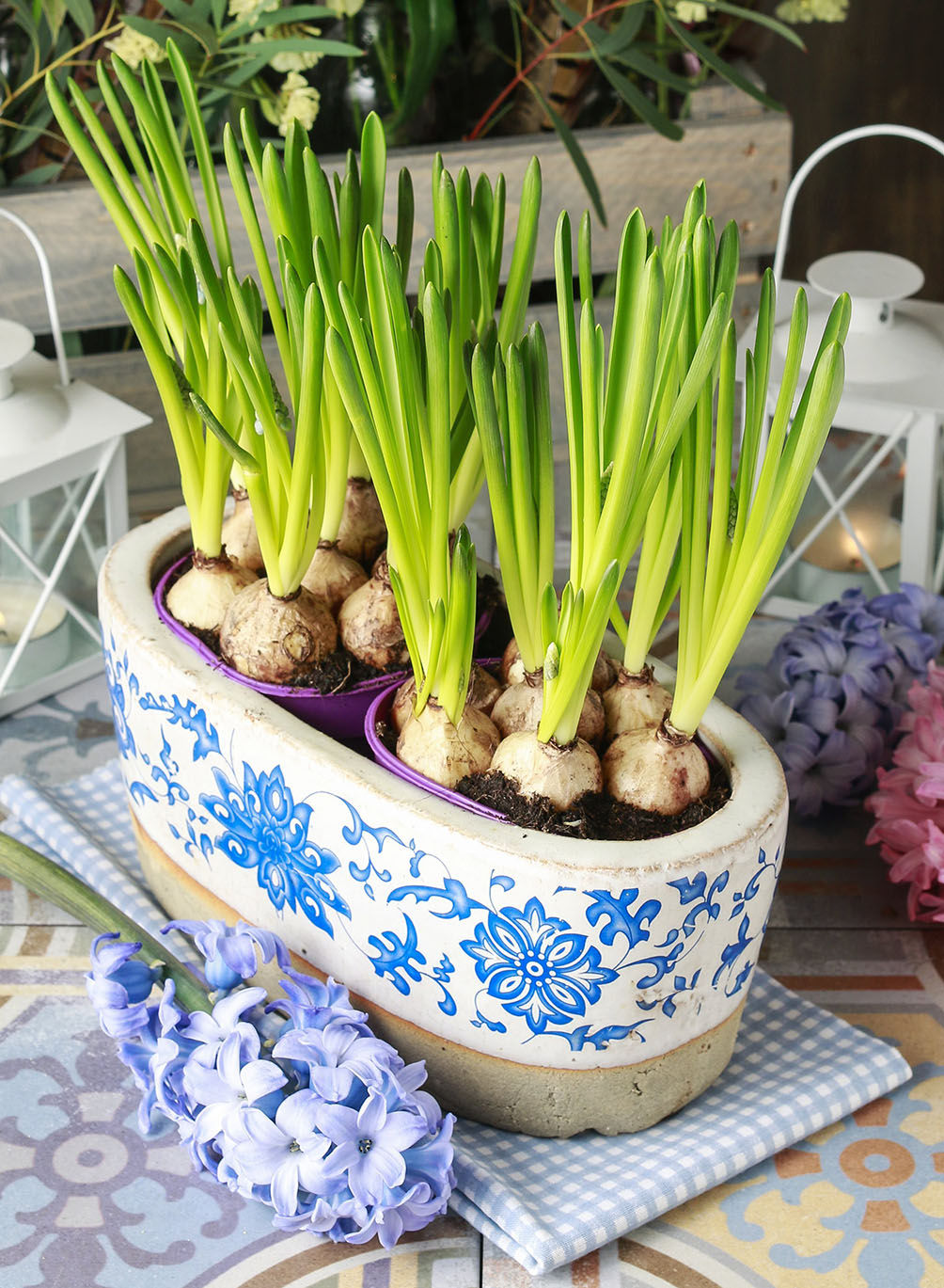 Muscari Bulbs Jigsaw Puzzle