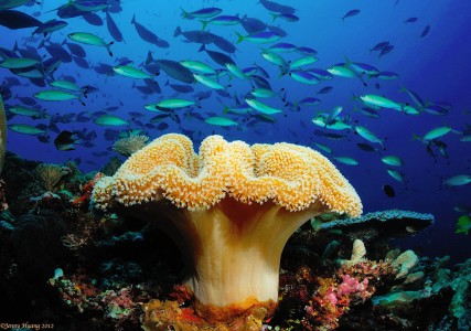 Mushroom Coral Jigsaw Puzzle