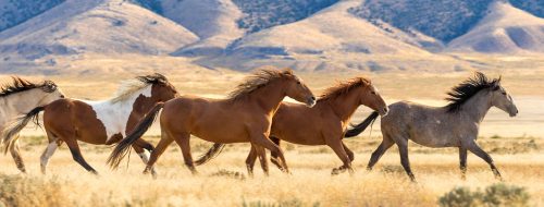 Mustangs Jigsaw Puzzle