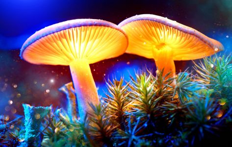 Mystical Mushrooms Jigsaw Puzzle