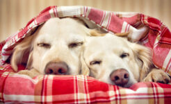 Napping Dogs