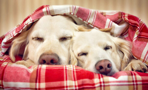 Napping Dogs Jigsaw Puzzle