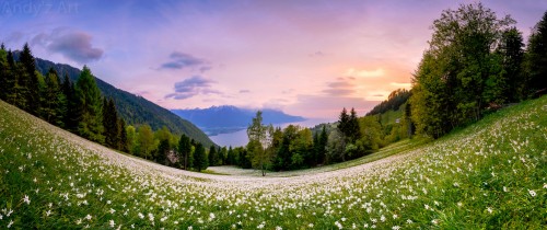 Narcissus Field Jigsaw Puzzle