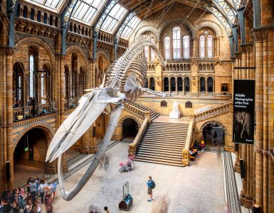 Natural History Museum Jigsaw Puzzle