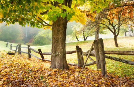 New England Meadow Jigsaw Puzzle