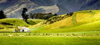 New Zealand Sheep