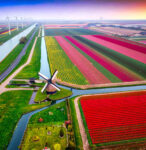 North Holland Tulips