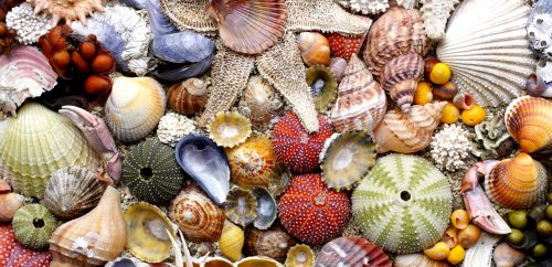 Norwegian Seashells Jigsaw Puzzle