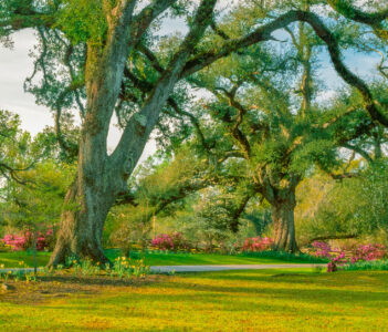 Oak Trail Jigsaw Puzzle