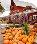 October Harvest