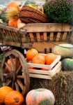 Old Pumpkin Wagon