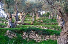 Olive Grove Sheep