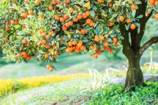 Orange Tree