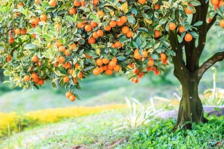 Orange Tree Jigsaw Puzzle