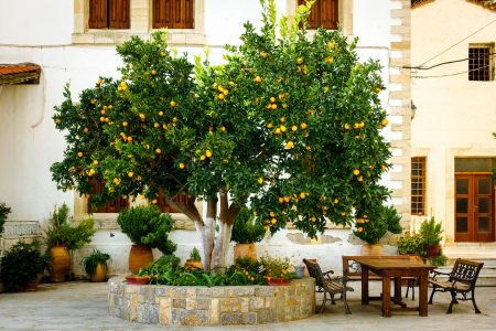 Orange Tree Patio Jigsaw Puzzle