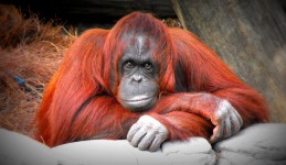 Orangutan