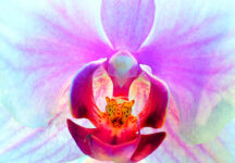 Orchid Close-Up