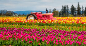 Oregon Tulips