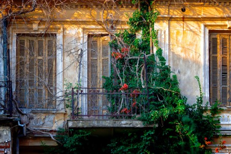 Overgrown Windows Jigsaw Puzzle