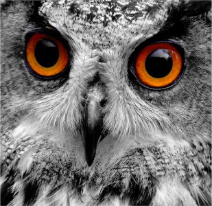 Owl Eyes Jigsaw Puzzle