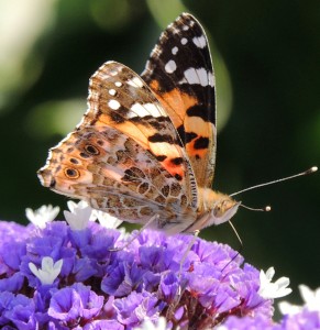 Painted Lady Butterfly Jigsaw Puzzle