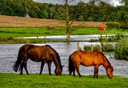 Pair of Horses Jigsaw Puzzle