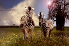 Pair of Zebras
