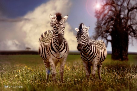 Pair of Zebras Jigsaw Puzzle