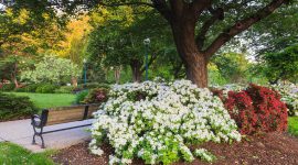 Park Azaleas