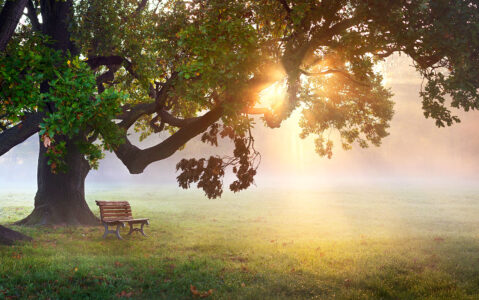 Park Bench Jigsaw Puzzle