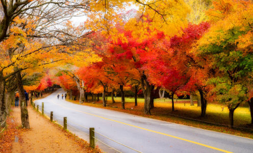 Park Fall Colors Jigsaw Puzzle