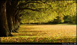 Park Leaves