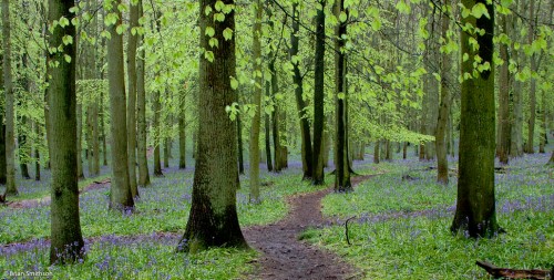 Path Crossroads Jigsaw Puzzle